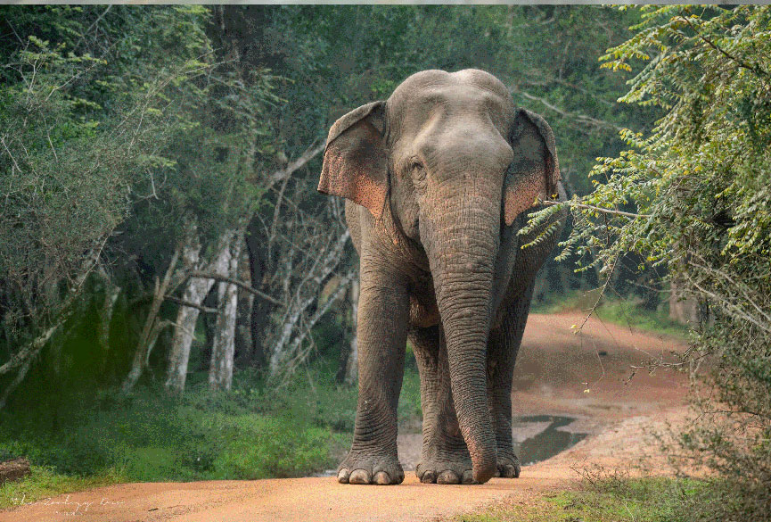 Yala and Udawalawe Safari