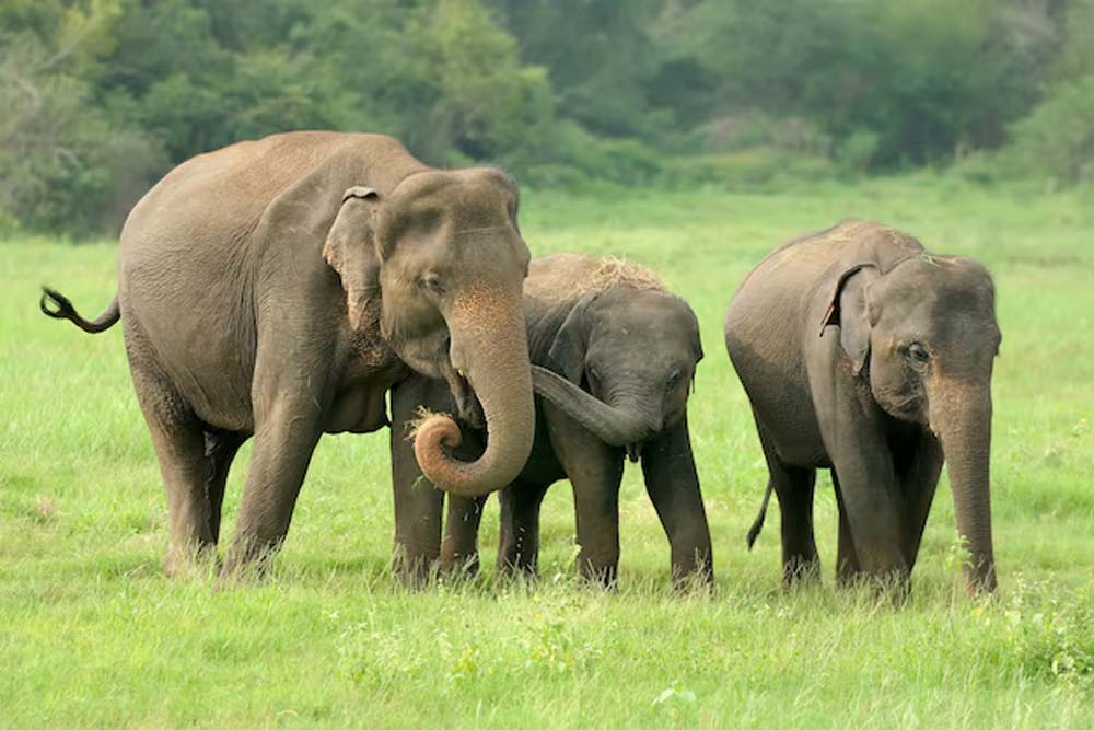 Sri Lanka Wildlife Safari Tours - Yala, Udawalawe, Sinharaja