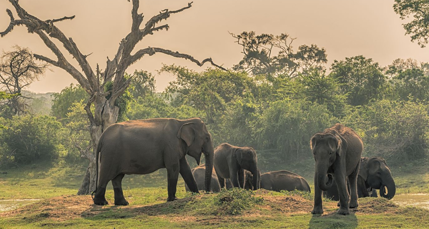 Yala vs Udawalawe Wildlife Safari Comparison
